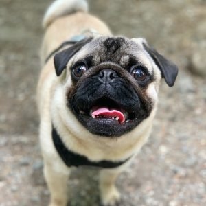 Vancouver fur baby